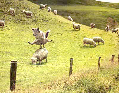 sab sabot hhhhhhhhhhh